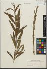 Foto von Salix purpurea L. x Salix viminalis L.